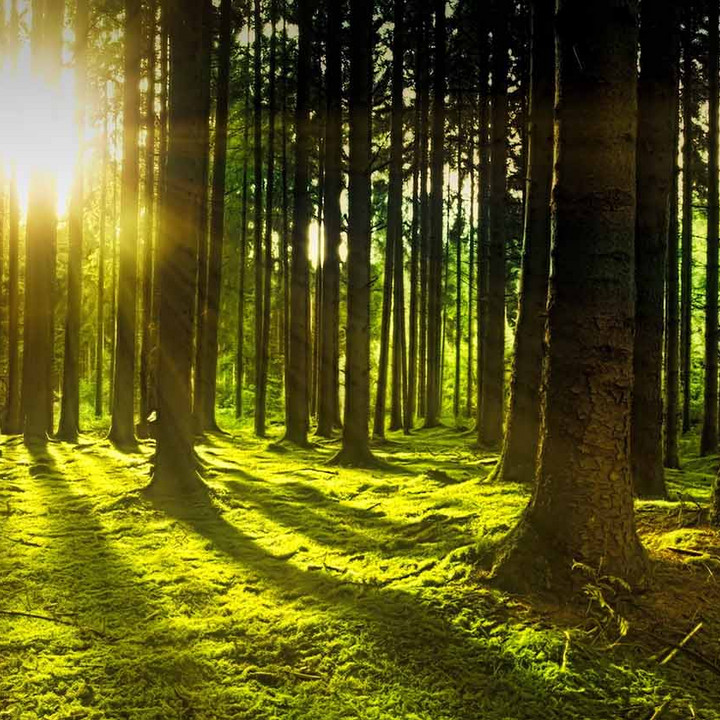 Das Bild zeigt einen Wald mit Sonne. 