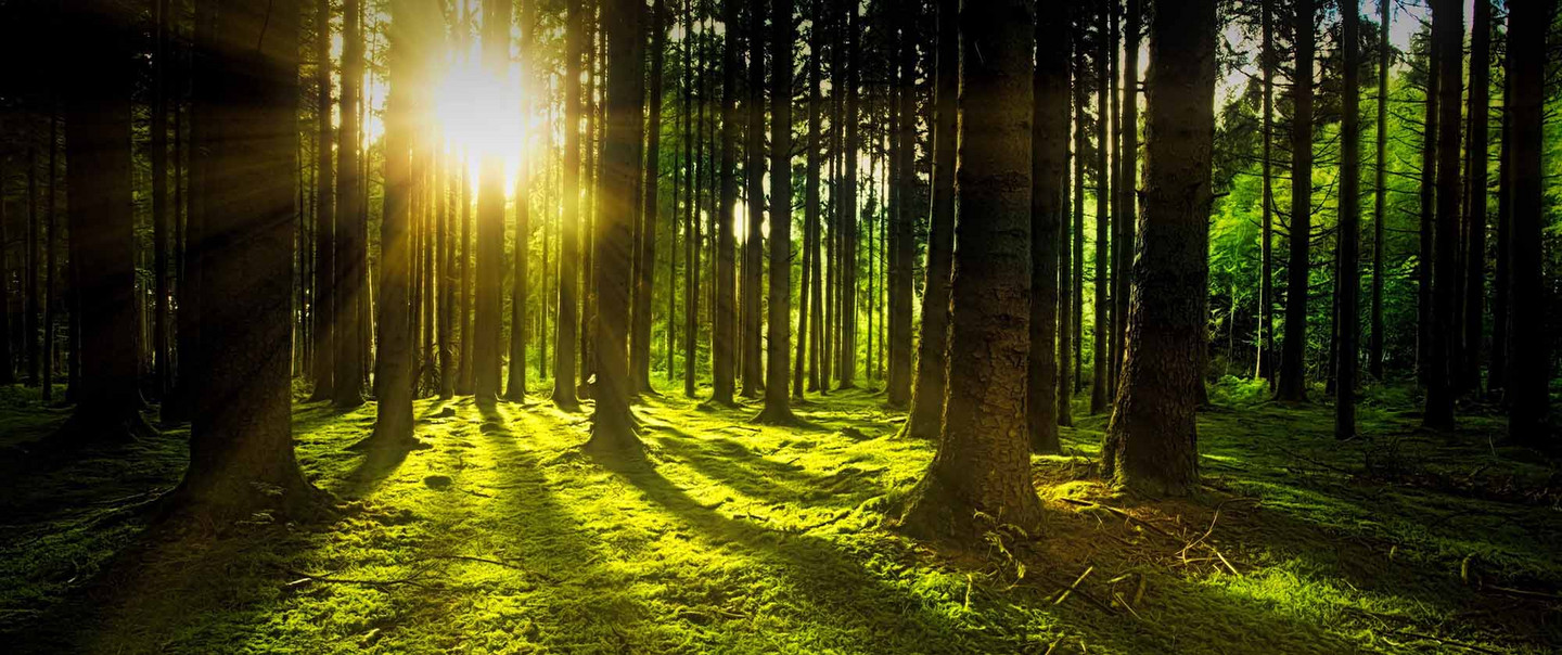 Das Bild zeigt einen Wald mit Sonne. 